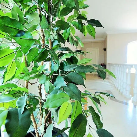 & Beds Dp Албуфейра